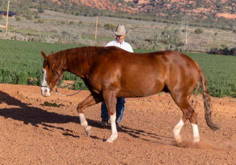 HorseID: 2297432 My Special Dunit - PhotoID: 1079722