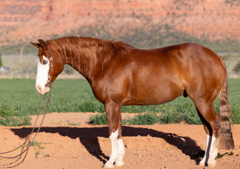 HorseID: 2297432 My Special Dunit - PhotoID: 1079723