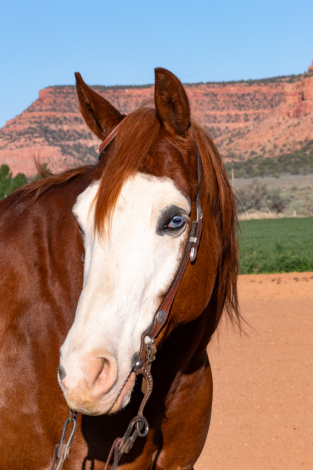 HorseID: 2297432 My Special Dunit - PhotoID: 1079724