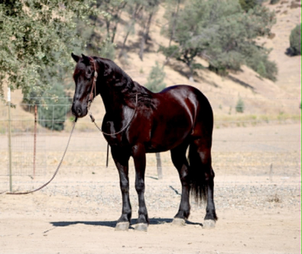 HorseID: 2297463 ALIBABA - PhotoID: 1096224