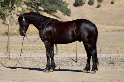 HorseID: 2297463 ALIBABA - PhotoID: 1096225
