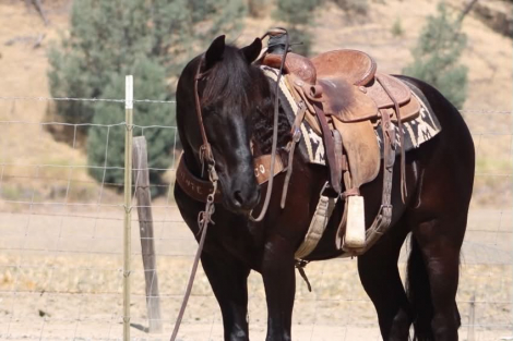 HorseID: 2297463 ALIBABA - PhotoID: 1096226