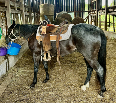 HorseID: 2297495 Archer - PhotoID: 1078011