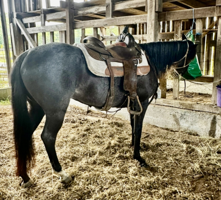 HorseID: 2297495 Archer - PhotoID: 1078012