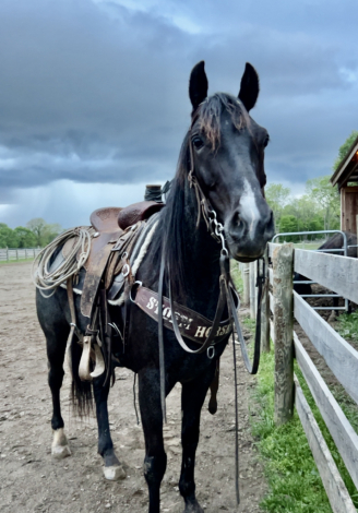 HorseID: 2297495 Archer - PhotoID: 1078013