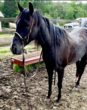 HorseID: 2297495 Archer - PhotoID: 1078014