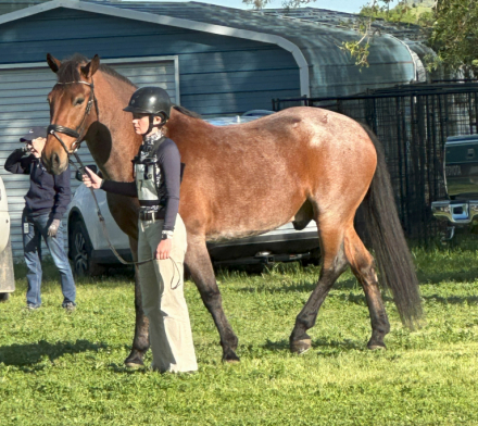 HorseID: 2297522 Royal Event - PhotoID: 1077987