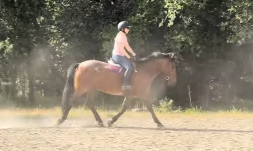 HorseID: 2297522 Royal Event - PhotoID: 1077988