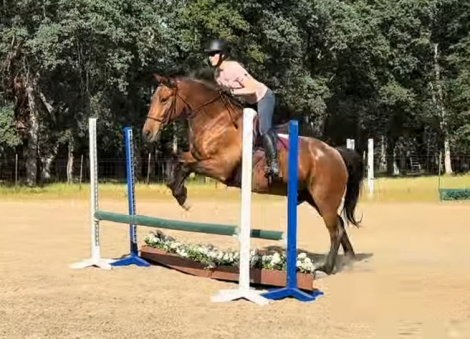 HorseID: 2297522 Royal Event - PhotoID: 1077989