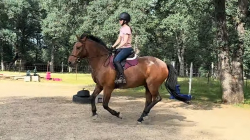 HorseID: 2297522 Royal Event - PhotoID: 1077991