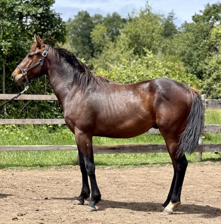 HorseID: 2297528 Get Rhythm - PhotoID: 1078083