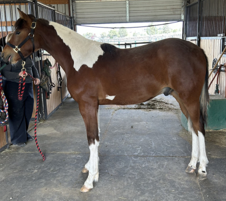 HorseID: 2297546 Cascade Sunrise Jazzy Me - PhotoID: 1078101