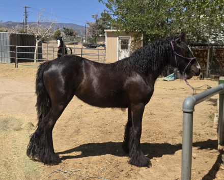 HorseID: 2297547 GR Emerald - PhotoID: 1078104