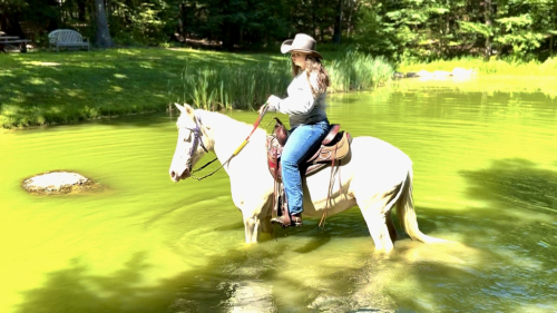 HorseID: 2297563 Spirit - PhotoID: 1079973