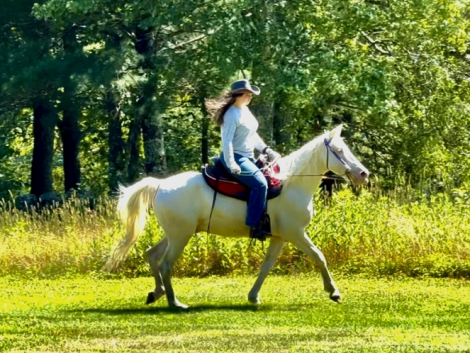 HorseID: 2297563 Spirit - PhotoID: 1079974