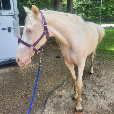 HorseID: 2297563 Spirit - PhotoID: 1079975