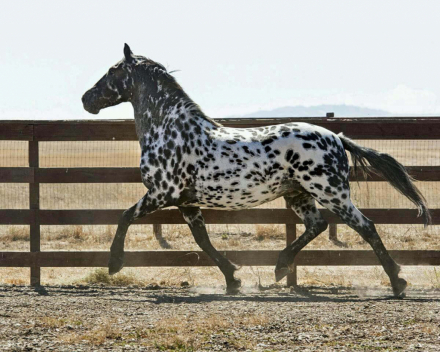 HorseID: 2297620 Stonewall Samba - PhotoID: 1078092