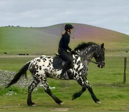 HorseID: 2297620 Stonewall Samba - PhotoID: 1078093