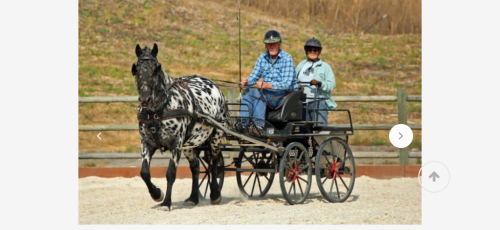 HorseID: 2297620 Stonewall Samba - PhotoID: 1078094