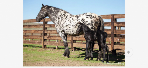 HorseID: 2297620 Stonewall Samba - PhotoID: 1078095