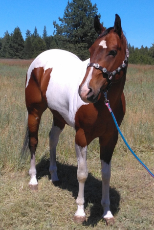 HorseID: 2297643 An Artistic Machine - PhotoID: 1078136