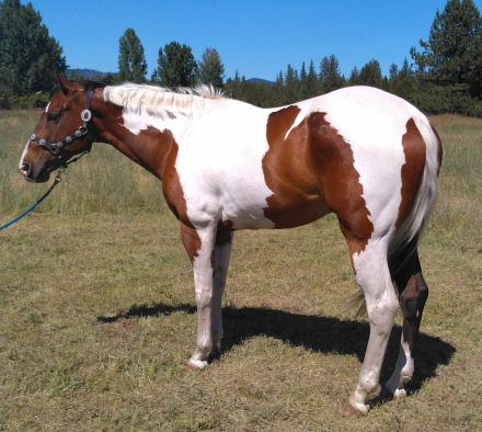 HorseID: 2297643 An Artistic Machine - PhotoID: 1078137