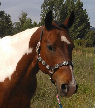 HorseID: 2297643 An Artistic Machine - PhotoID: 1078138