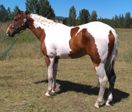 HorseID: 2297643 An Artistic Machine - PhotoID: 1078139