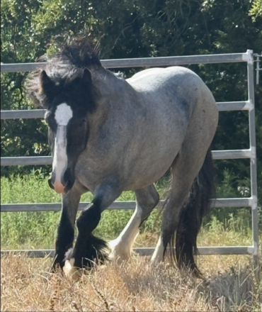 HorseID: 2297653 Judgement day - PhotoID: 1078223