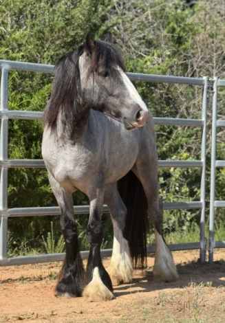 HorseID: 2297653 Judgement day - PhotoID: 1078224