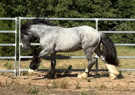 HorseID: 2297653 Judgement day - PhotoID: 1078225