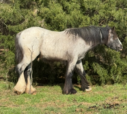 HorseID: 2297653 Judgement day - PhotoID: 1078226