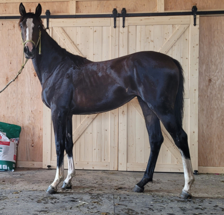 HorseID: 2297697 Timeless Classic - PhotoID: 1092190