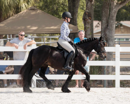 HorseID: 2297707 Dreamhayven Valhalla - PhotoID: 1078256