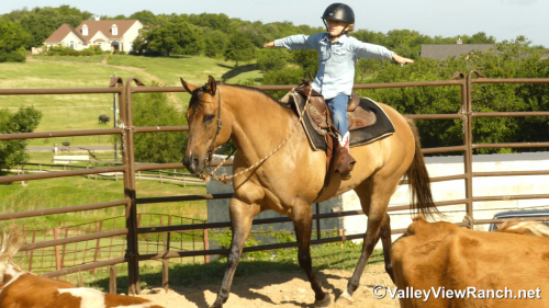 HorseID: 2297715 Grace - PhotoID: 1078272