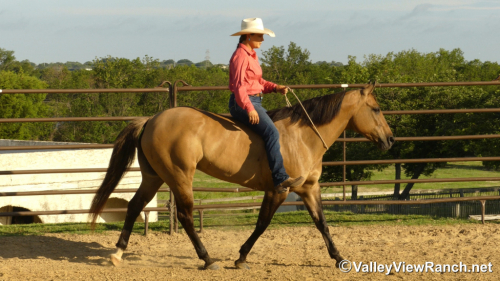 HorseID: 2297715 Grace - PhotoID: 1078273