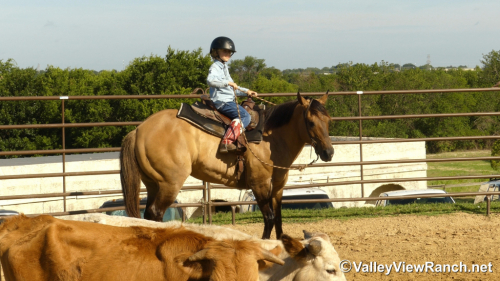 HorseID: 2297715 Grace - PhotoID: 1078274