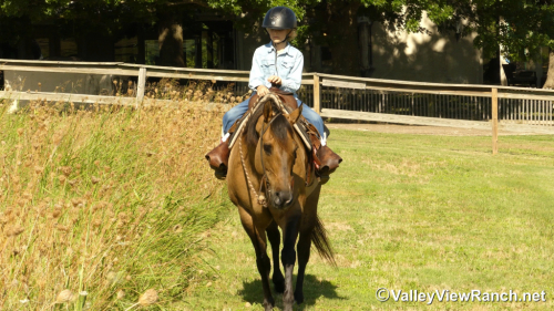 HorseID: 2297715 Grace - PhotoID: 1078275