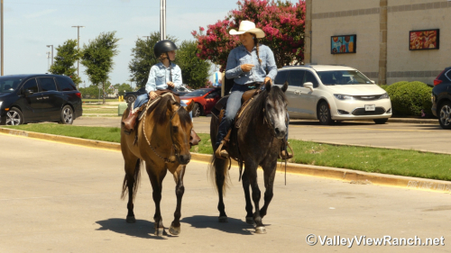 HorseID: 2297715 Grace - PhotoID: 1078276