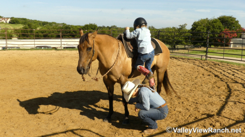 HorseID: 2297715 Grace - PhotoID: 1078277