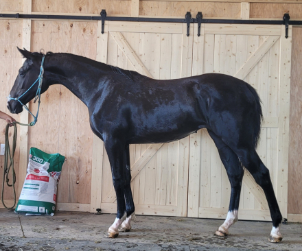 HorseID: 2297722 Wrinkle in Time - PhotoID: 1092193