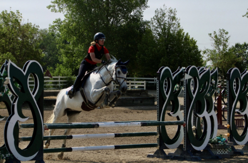 HorseID: 2297735 E-Castella NF - PhotoID: 1079146