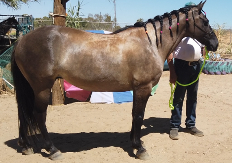 HorseID: 2297764 Split-Ridge Steel Stetson - PhotoID: 1078206