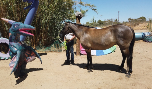 HorseID: 2297764 Split-Ridge Steel Stetson - PhotoID: 1078979