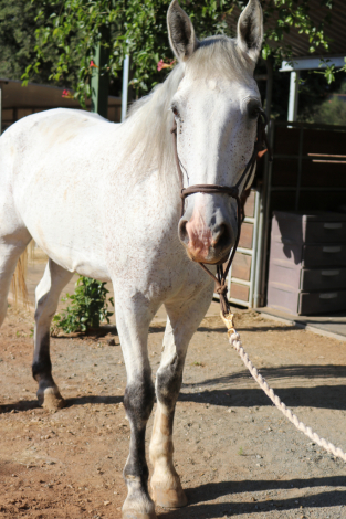 HorseID: 2297768 Sundae - PhotoID: 1078322