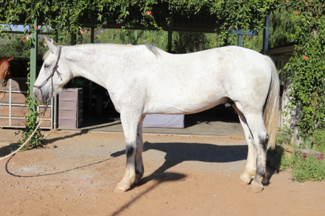 HorseID: 2297768 Sundae - PhotoID: 1078323