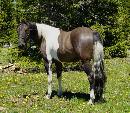 HorseID: 2297799 Dun Gone Chrome - PhotoID: 1078365