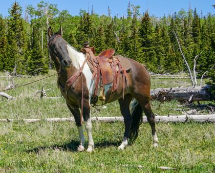 HorseID: 2297799 Dun Gone Chrome - PhotoID: 1078366