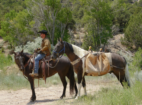 HorseID: 2297799 Dun Gone Chrome - PhotoID: 1078367