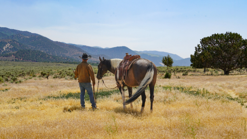 HorseID: 2297799 Dun Gone Chrome - PhotoID: 1078368